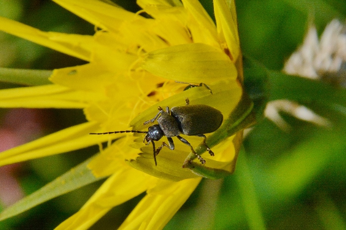 Dascillidae: Dascillus cervinus