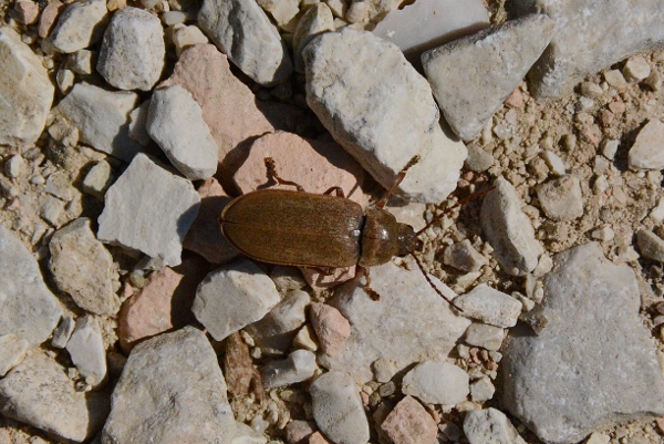 Dascillidae: Dascillus cervinus