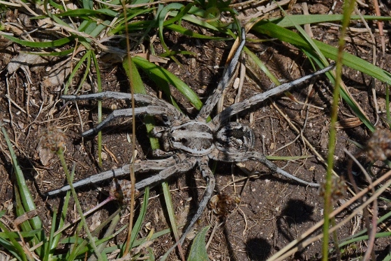 Maschio di Lycosa tarantula - monte Pizzo di Meta (MC)