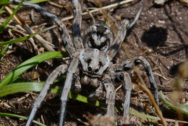 Maschio di Lycosa tarantula - monte Pizzo di Meta (MC)