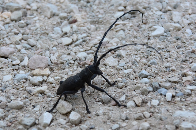 Morimus asper asper