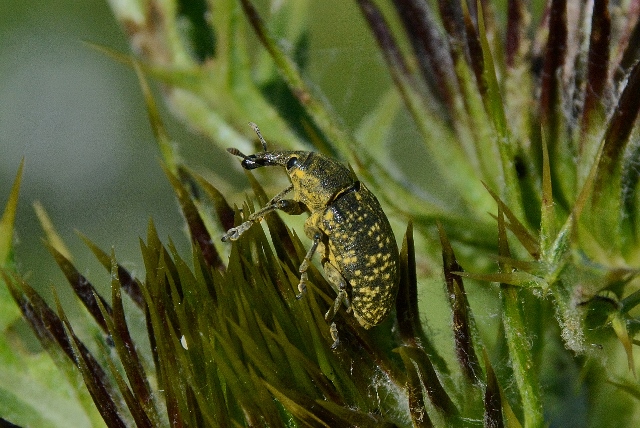 Curculionidae giallastro: Larinus (Phyllonomeus) sturnus