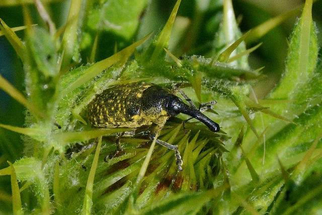 Curculionidae giallastro: Larinus (Phyllonomeus) sturnus