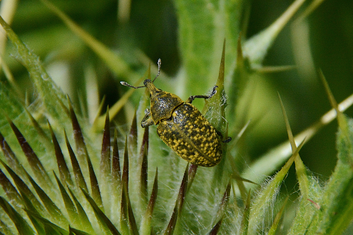 Curculionidae giallastro: Larinus (Phyllonomeus) sturnus