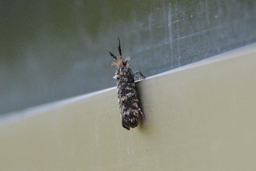 Piccola falena spettinata da identificare: Ochsenheimeria taurella - Ypsolophidae