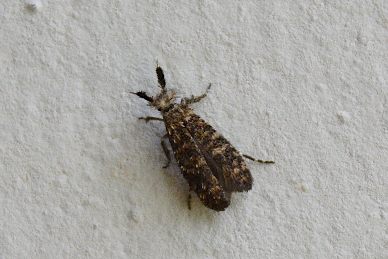 Piccola falena spettinata da identificare: Ochsenheimeria taurella - Ypsolophidae