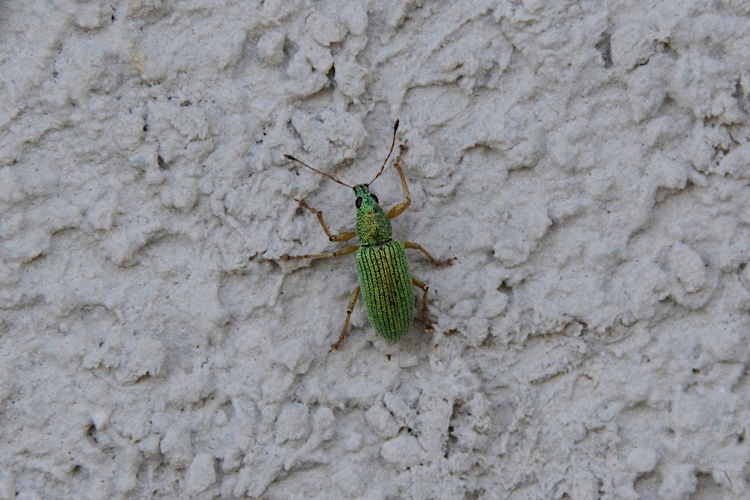 Curculionidae: Phyllobius ? no, Polydrusus formosus