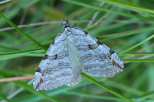 Falena da identificare