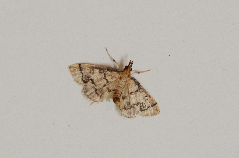 Pyralidae?   No, Crambidae: Metasia ophialis