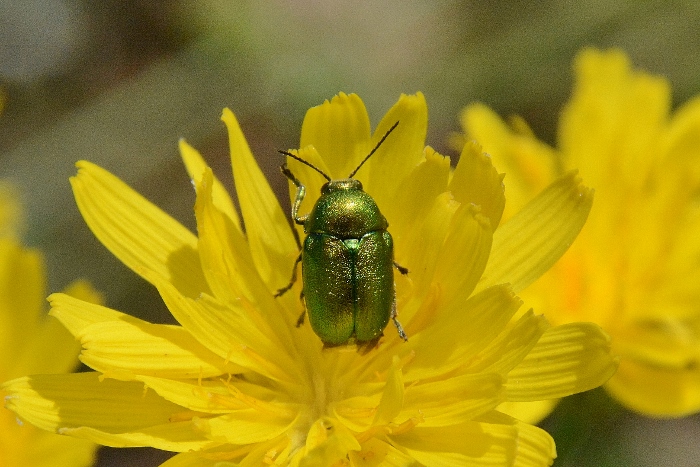 Chrysolina herbacea? No, Cryptocephalus zambanellus