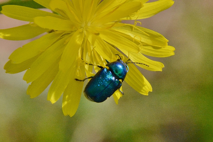 Chrysolina herbacea? No, Cryptocephalus zambanellus