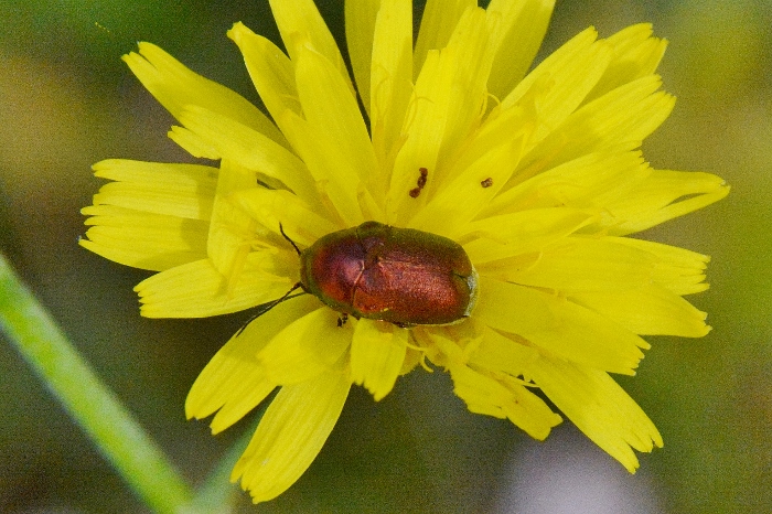 Chrysolina herbacea? No, Cryptocephalus zambanellus