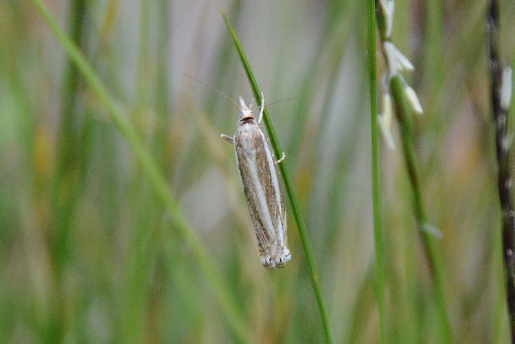 Crambidae: Agriphila sp. (cfr.)