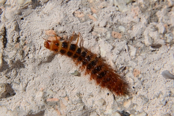 Larva di...Drilus sp. (Drilidae)