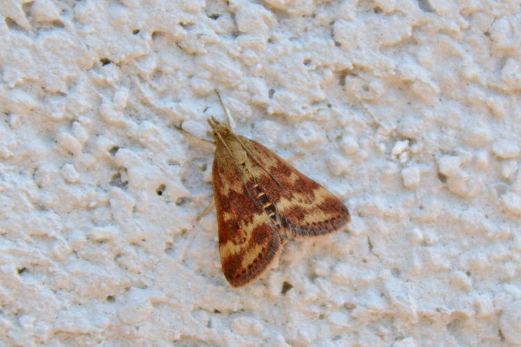 Pyrausta despicata - Crambidae