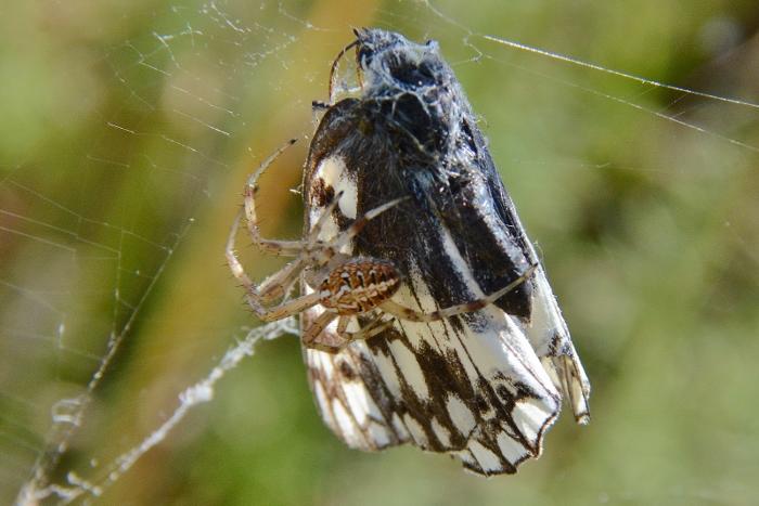 Predatore di farfalle da identificare: Neoscona byzanthina - Monte della Strega (AN)