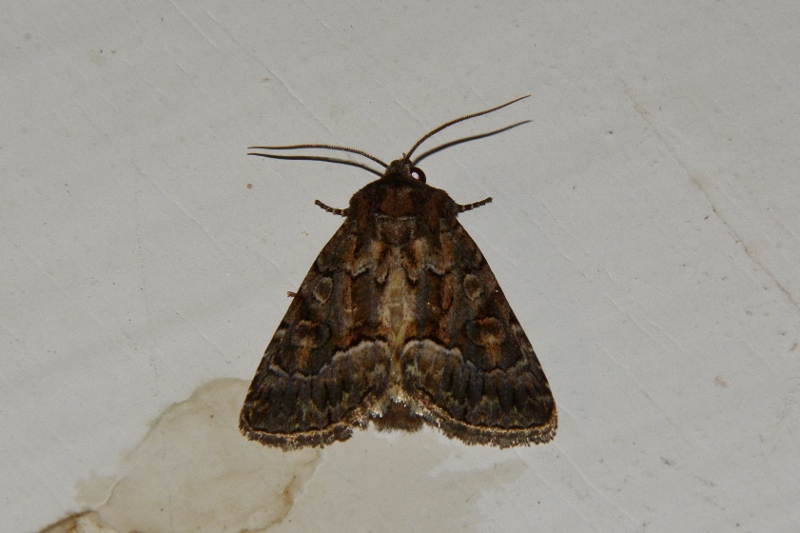 Noctuidae: Thalpophila matura