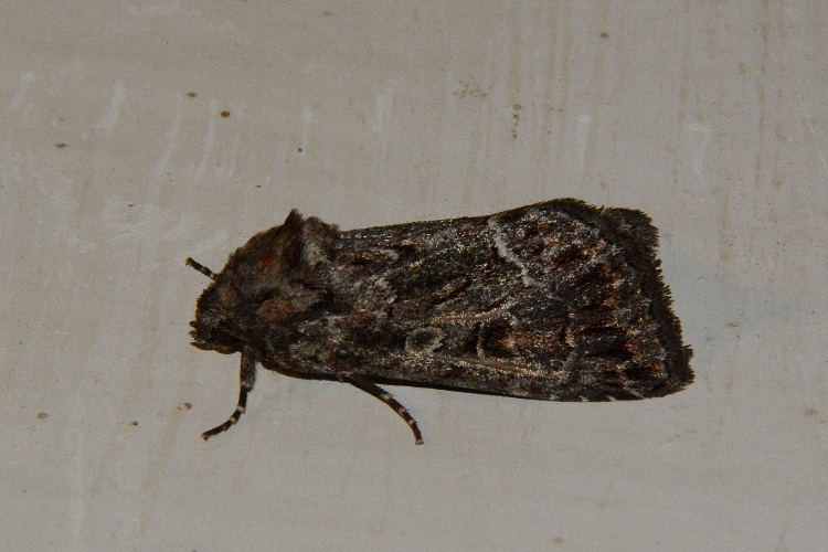 Noctuidae: Thalpophila matura