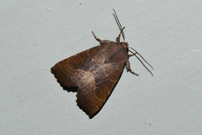 Atethmia ambusta - Noctuidae