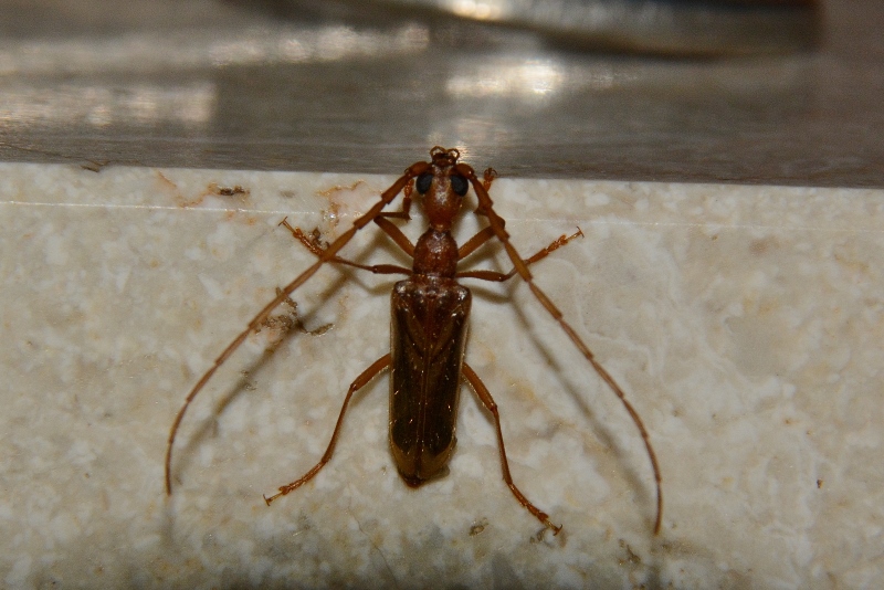 Cerambycidae: Vesperus luridus, maschio