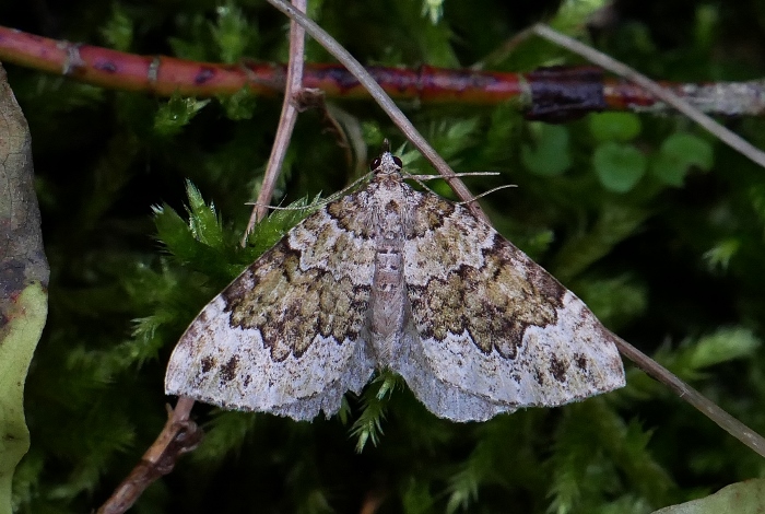 Colostygia olivata ?  Colostygia cfr. olivata