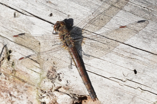 Sympetrum striolatum ?