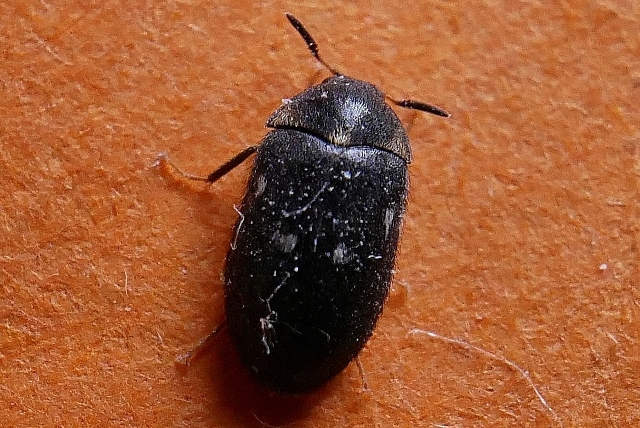 Dermestidae: maschio di Attagenus pellio
