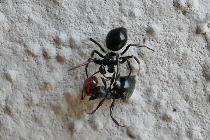 Piccolo ragno nero con preda