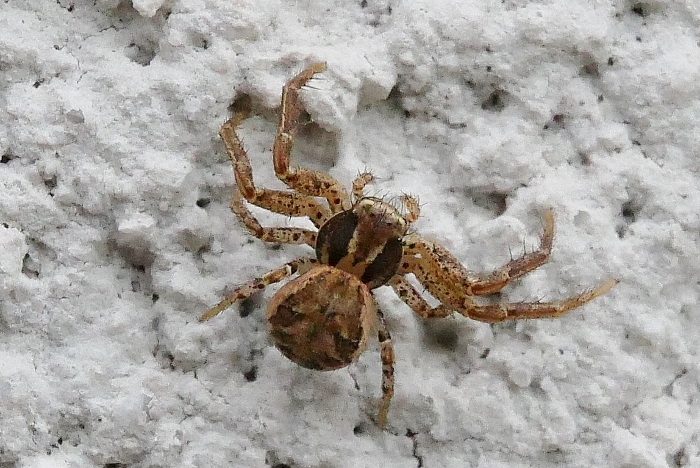 Xysticus cristatus ?... Xysticus sp. - Sassoferrato (AN)