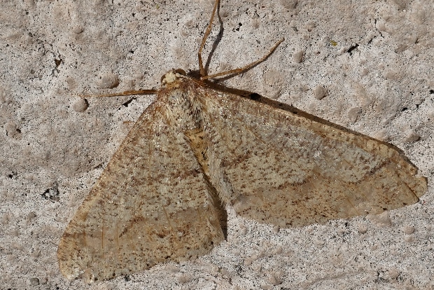 Geometridae: Agriopis marginaria
