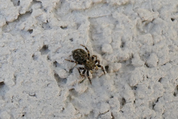 Pseudeuophrys sp. - Sassoferrato (AN)