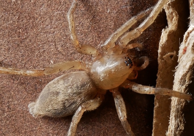 Drassodes sp. - Sassoferrato (AN)