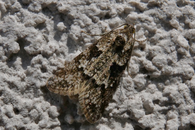 Piccola falena da identificare