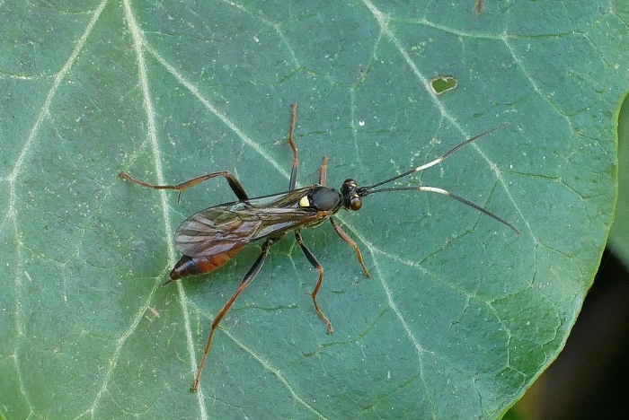 Ichneumonidae da identificare