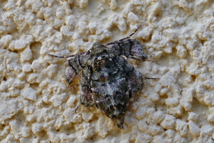Femmina brachittera di  Agriopis sp. - Geometridae