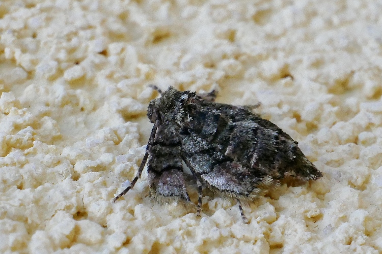 Femmina brachittera di  Agriopis sp. - Geometridae