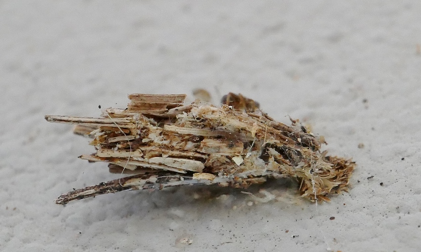 Larve di Psychidae ?  S� !