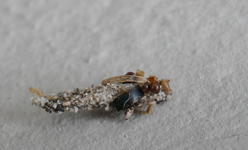 Larve di Psychidae ?  S� !