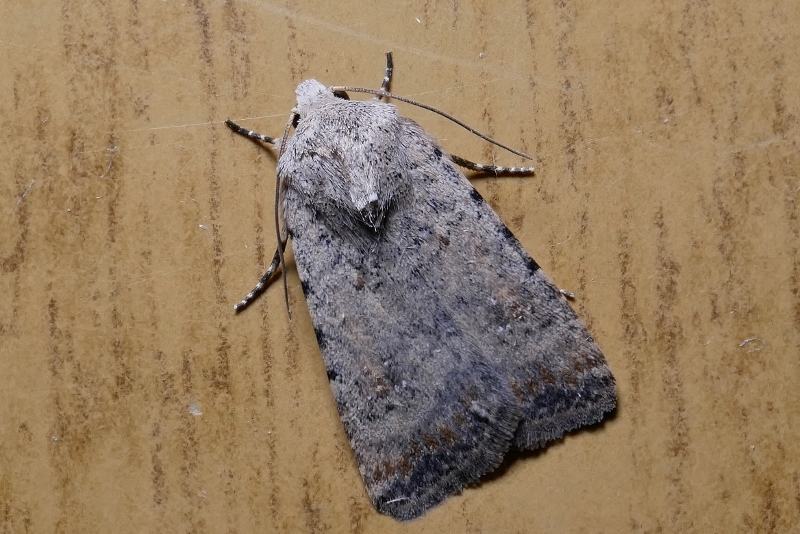 Notuidae: Caradrina clavipalpis? S !