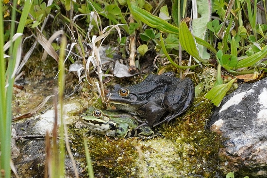 Rana verde quasi nera