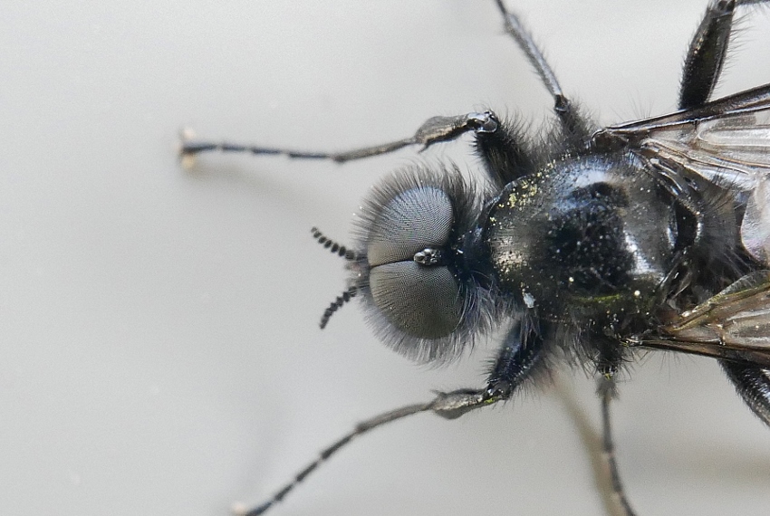 Bibionidae: Bibio marci in accoppiamento