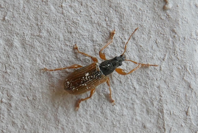 Curculionidae: Phyllobius oblongus