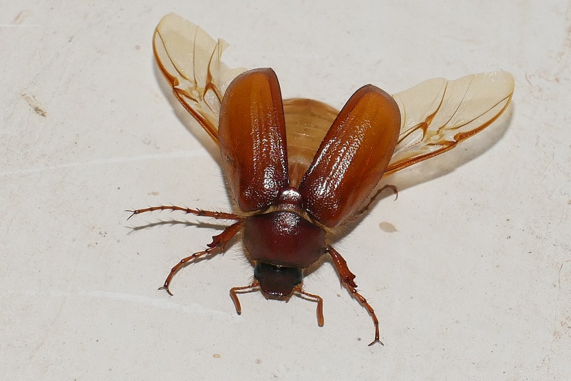 Melolonthidae: Holochelus (Miltotrogus) fraxinicola