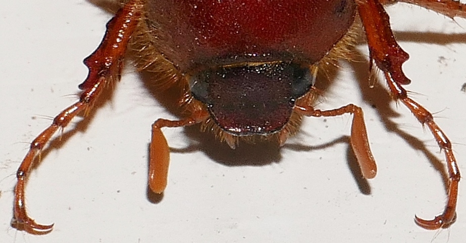 Melolonthidae: Holochelus (Miltotrogus) fraxinicola