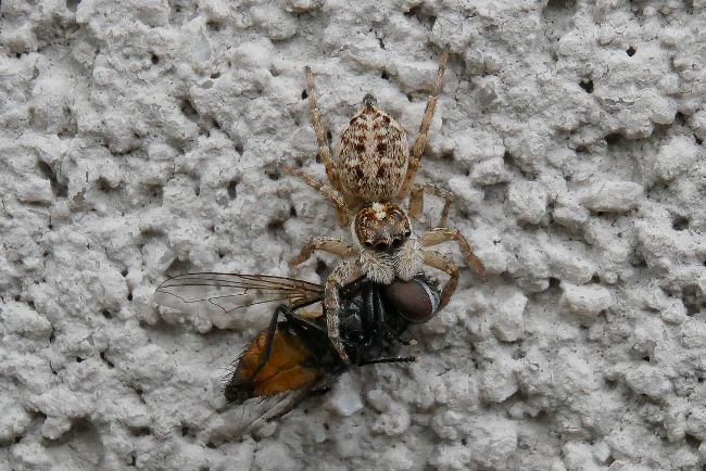 Piccolo ragno con preda: Menemerus semilimbatus - Sassoferrato (AN)