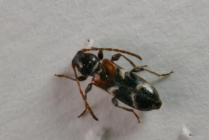 Cerambycidae: Poecilium alni, femmina
