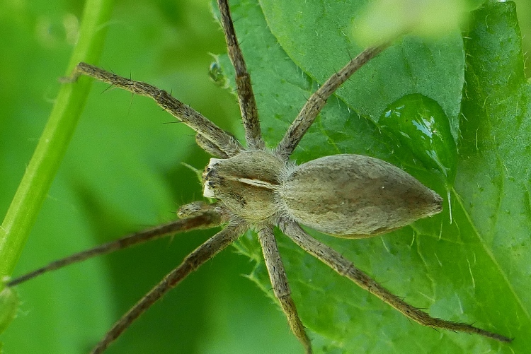 Pisaura mirabilis ?  Pisaura cfr. mirabilis - Sassoferrato (AN)