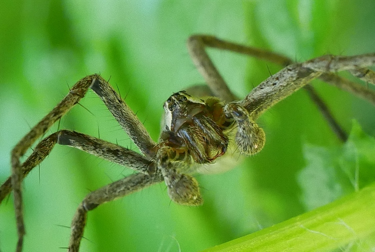 Pisaura mirabilis ?  Pisaura cfr. mirabilis - Sassoferrato (AN)