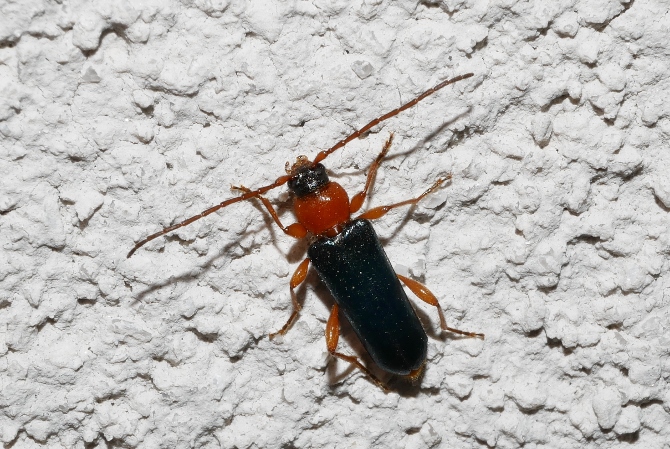 Quale cantharis? No, Cerambycidae