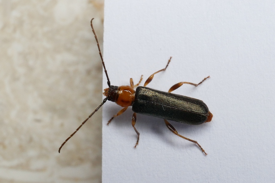 Quale cantharis? No, Cerambycidae